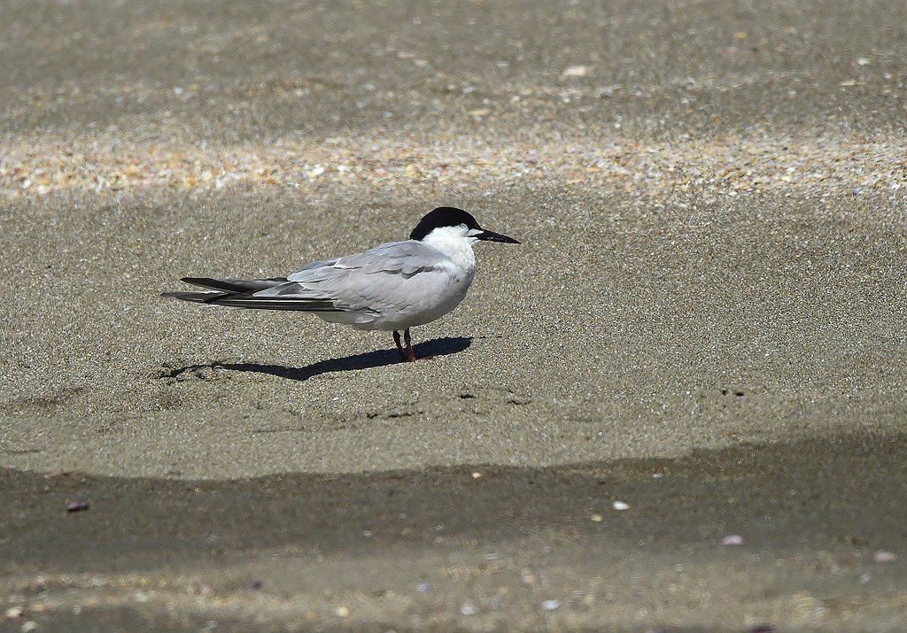 48. アジサシ成鳥夏羽