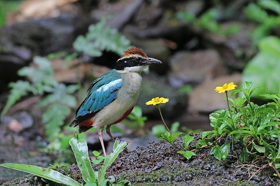 62. ヤイロチョウ