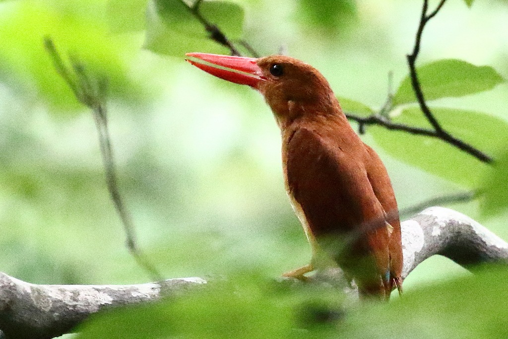 62. アカショウビン