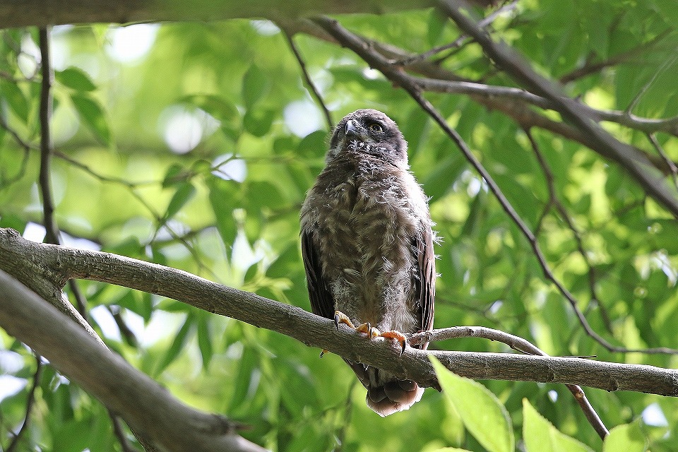 72. アオバズク雛