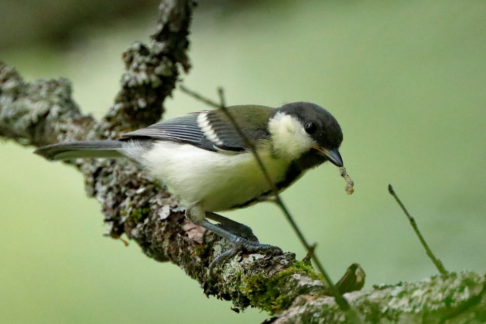 82. シジュウカラの若鳥