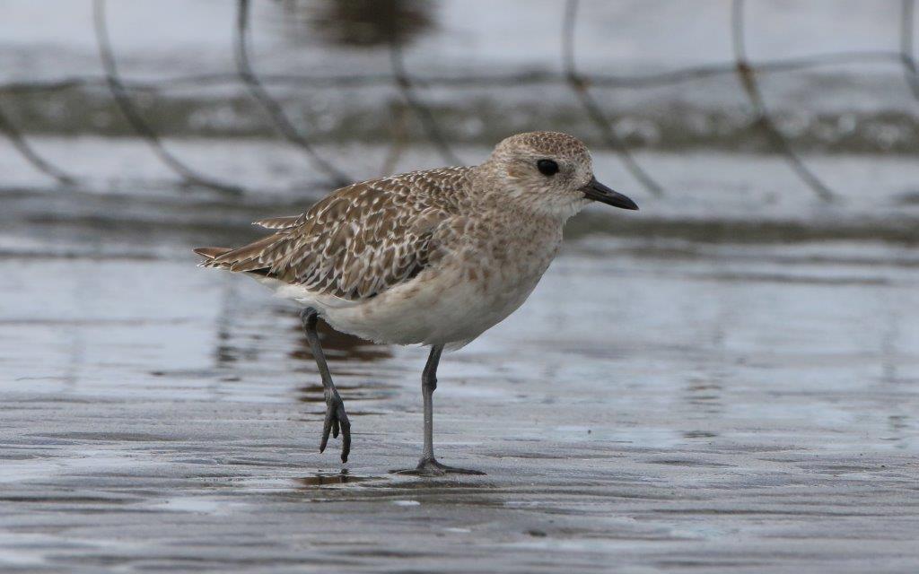 103. ダイゼン　幼鳥