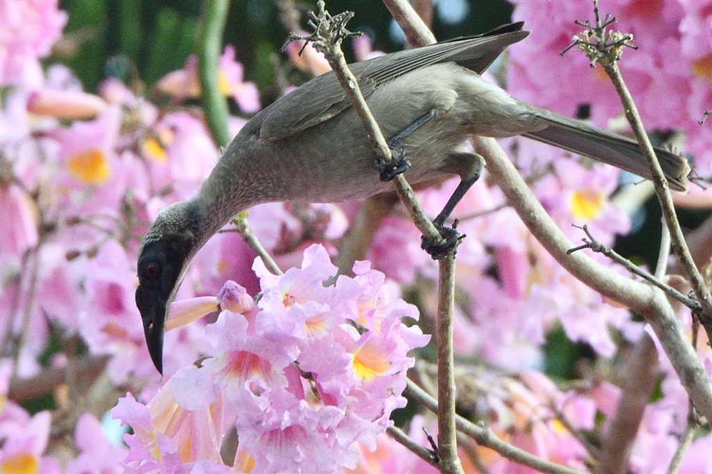 18. トサカハゲミツスイ