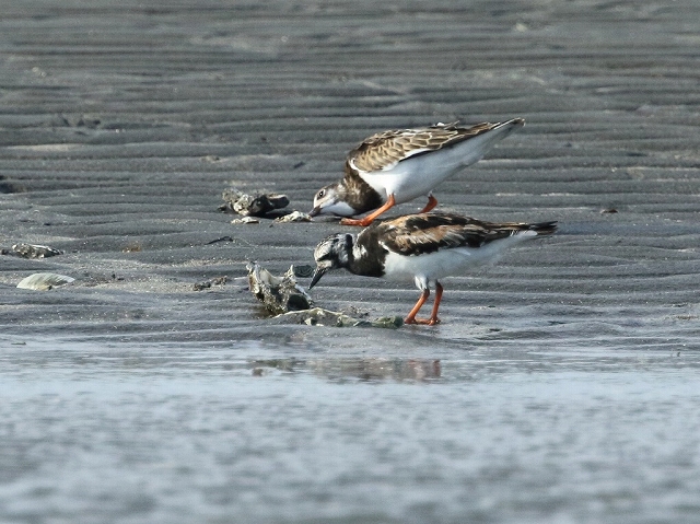 2. キョウジョシギ①