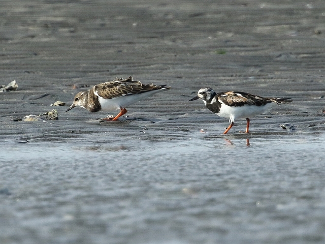 3. キョウジョシギ②