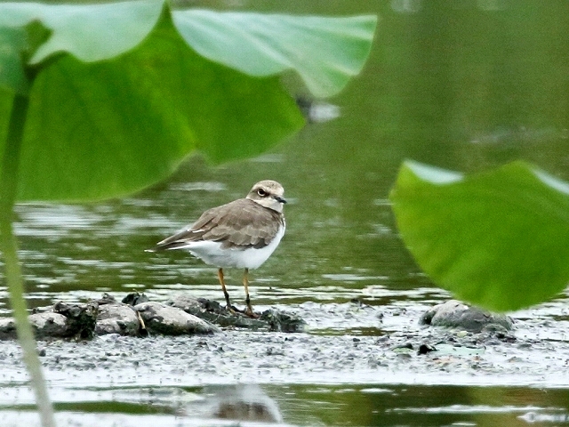 5. コチドリ①