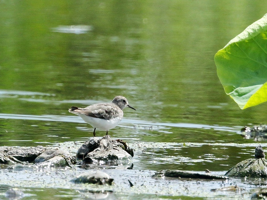 10. オジロトウネン