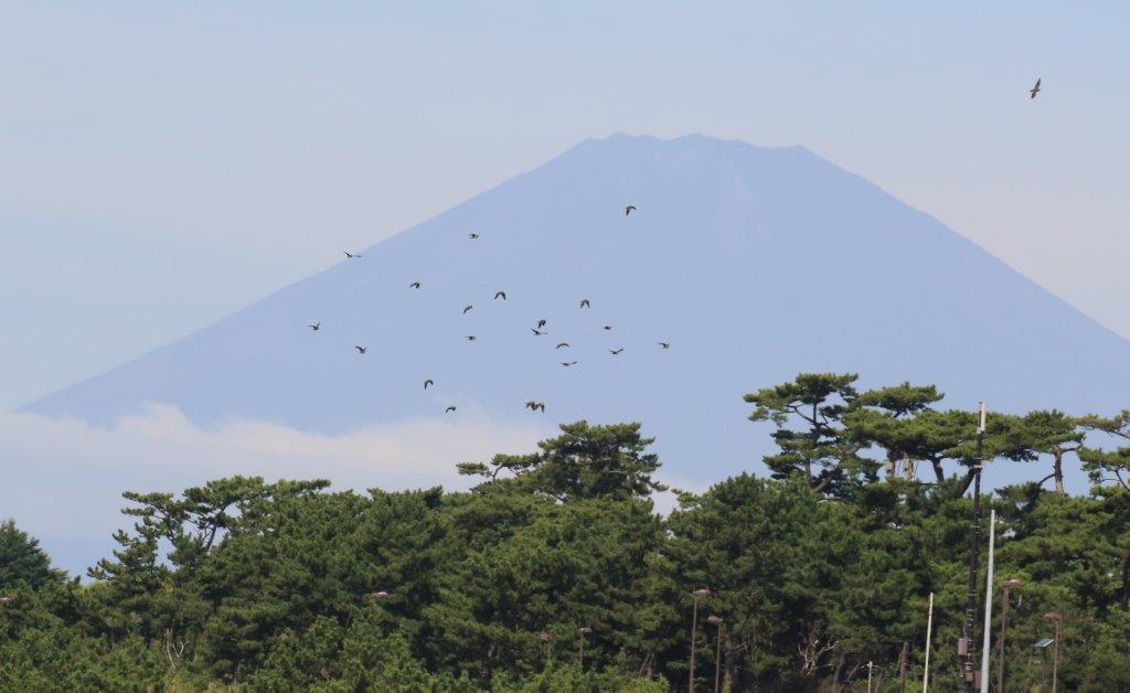 105. アオバトと富士山