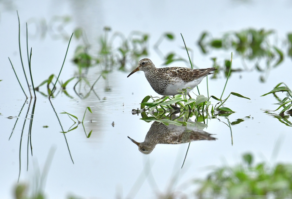 35. アメリカウズラシギ