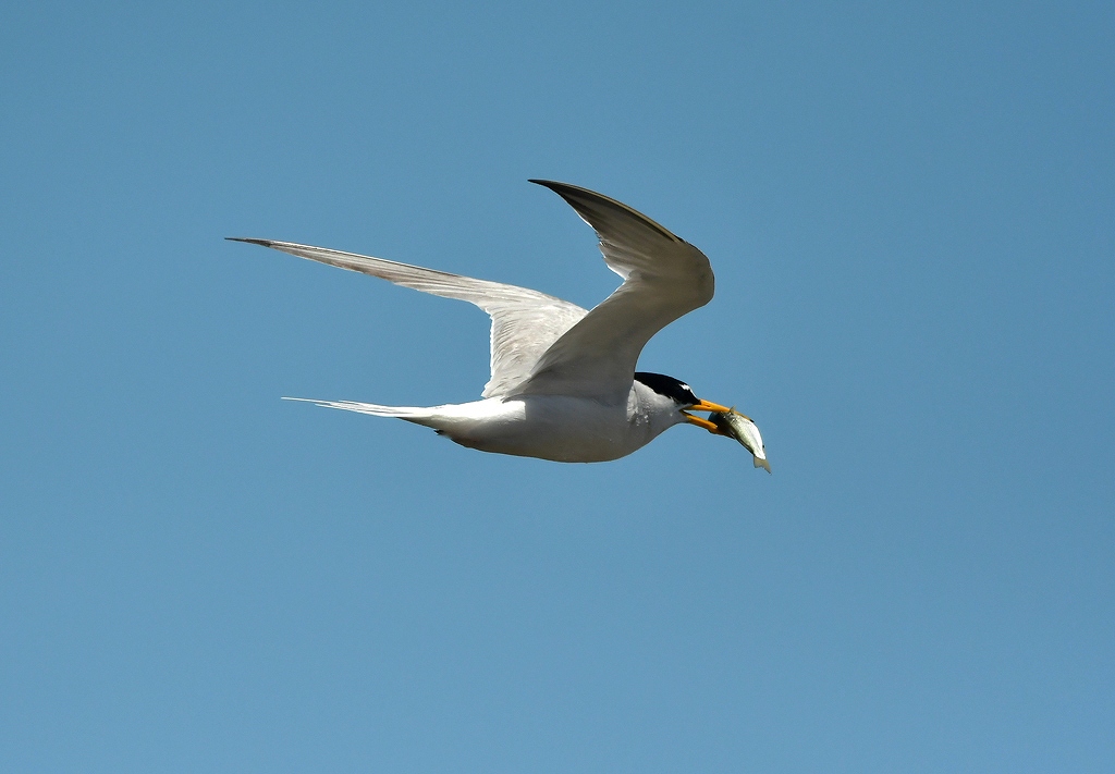 42. コアジサシ餌運ぶ親鳥