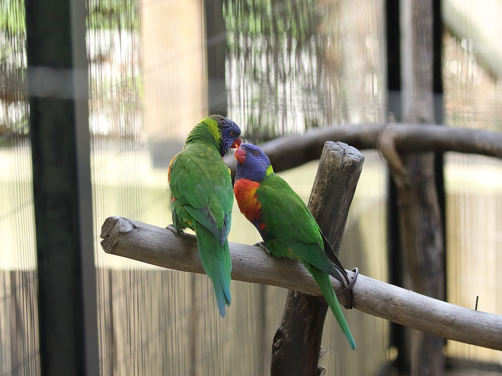 5. ゴシキセイガイインコ