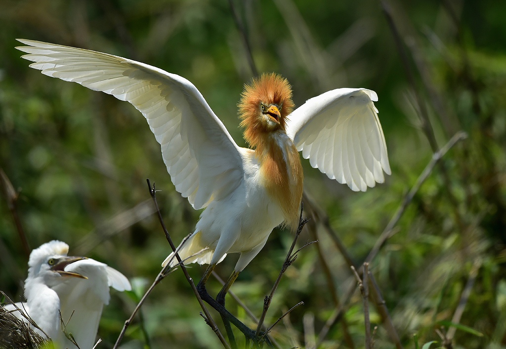 50. アマサギ給餌後逃げ出す親鳥