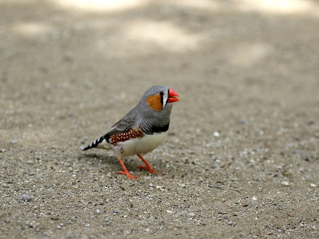 6. キンカチョウ