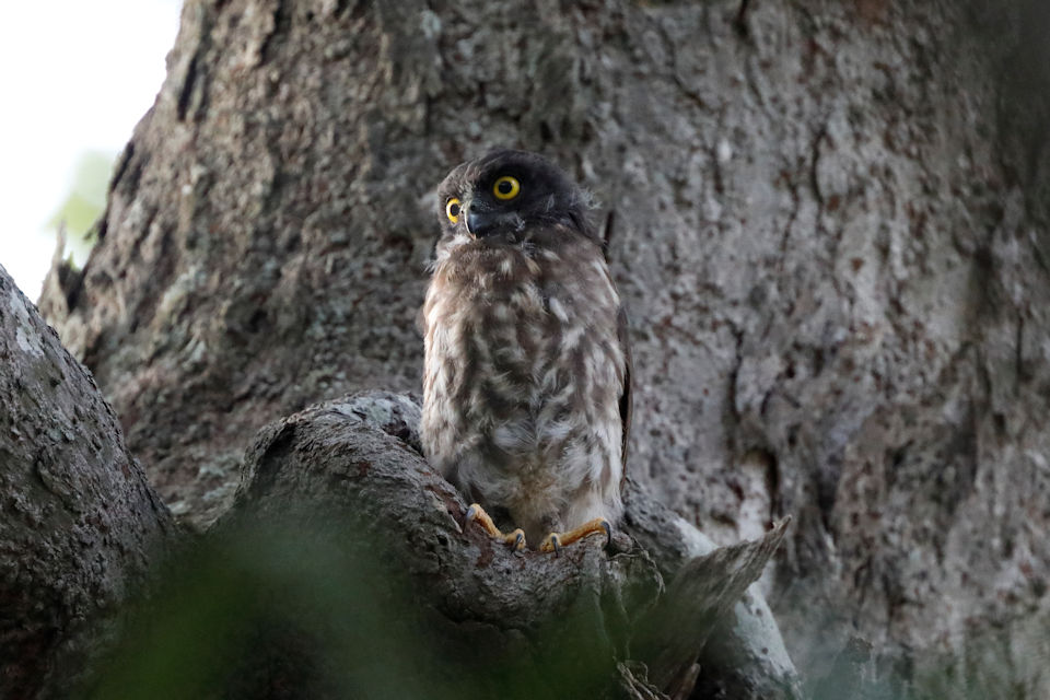 61. アオバズクのヒナ