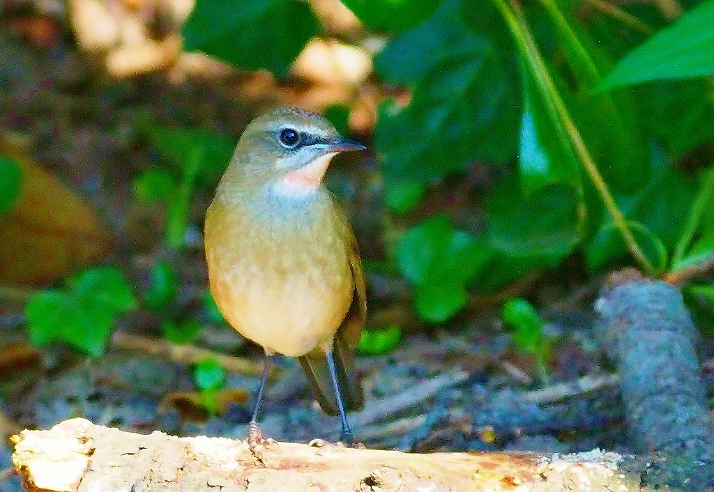 102. ノゴマ♀