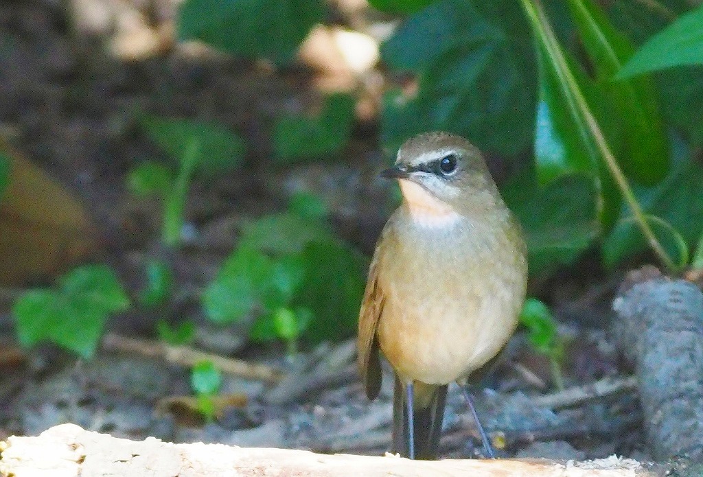 103. ノゴマ♀