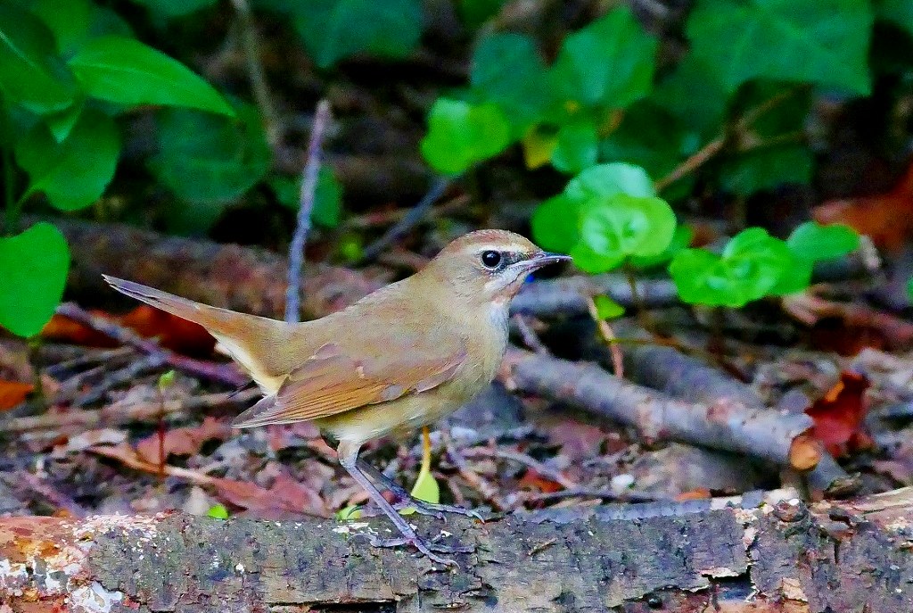 111. ノゴマ♀