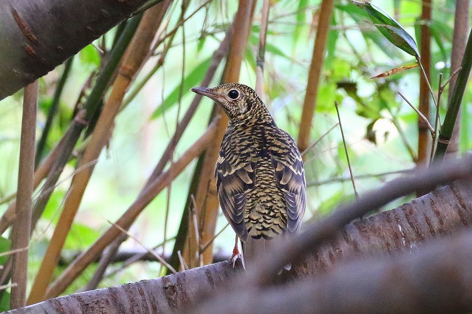 23. トラツグミ