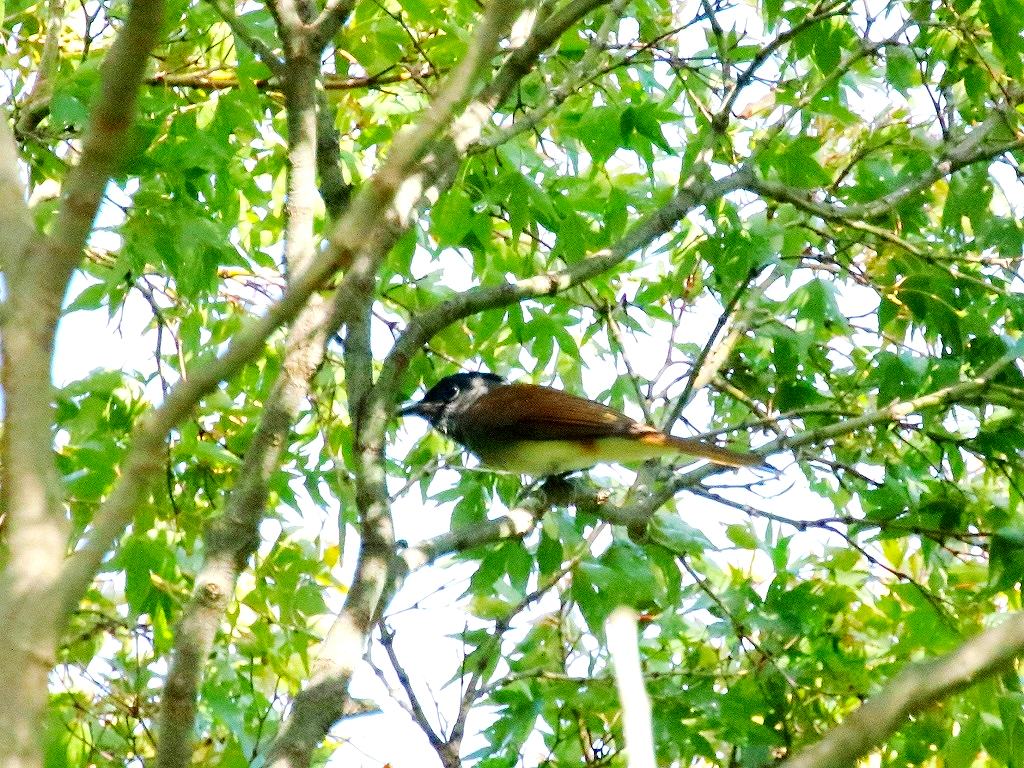 3. サンコウチョウ