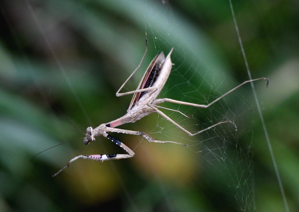 71. コカマキリの空中遊泳