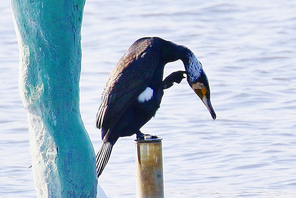 46. カワウ