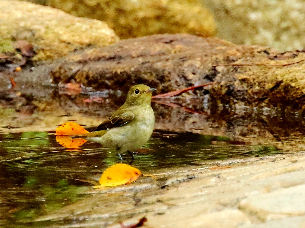 4. キビタキ♀③