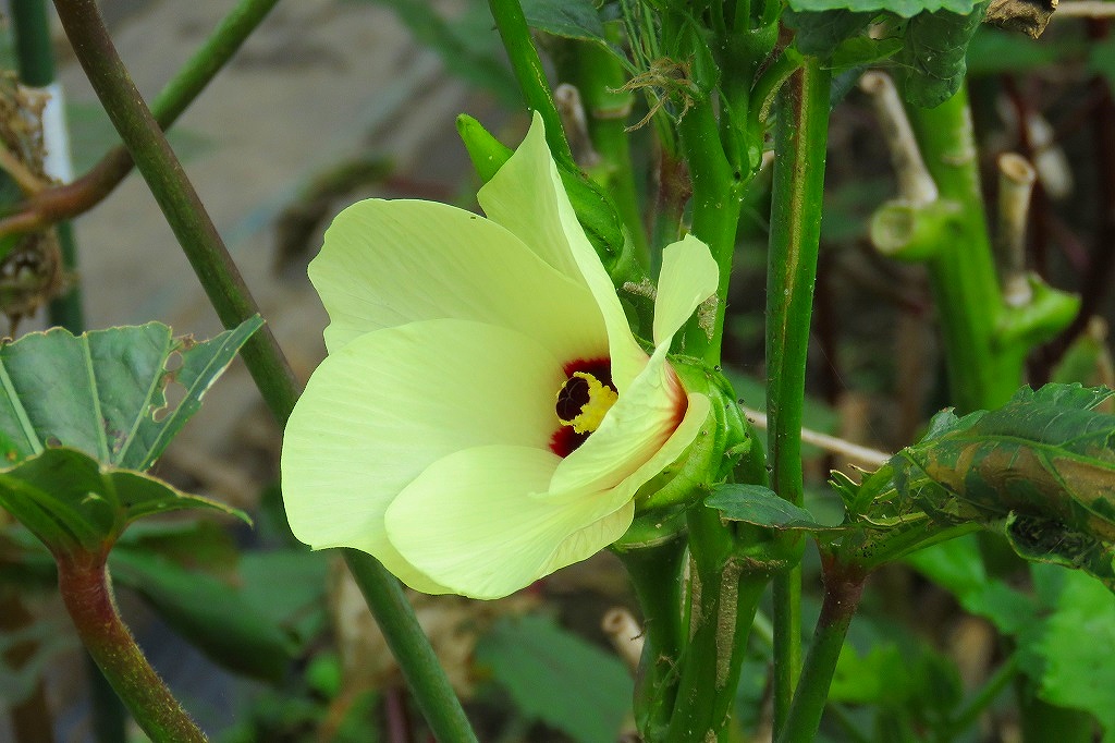 41. オクラの花 