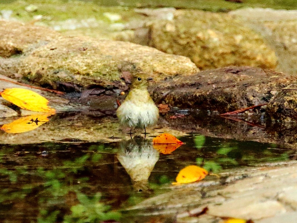 5. キビタキ♀④