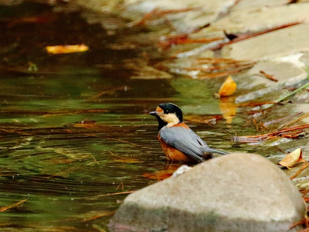 7. ヤマガラ②