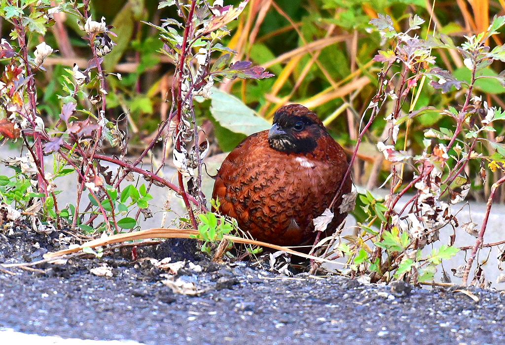 43. コリンウズラ幼鳥（別種♀？）