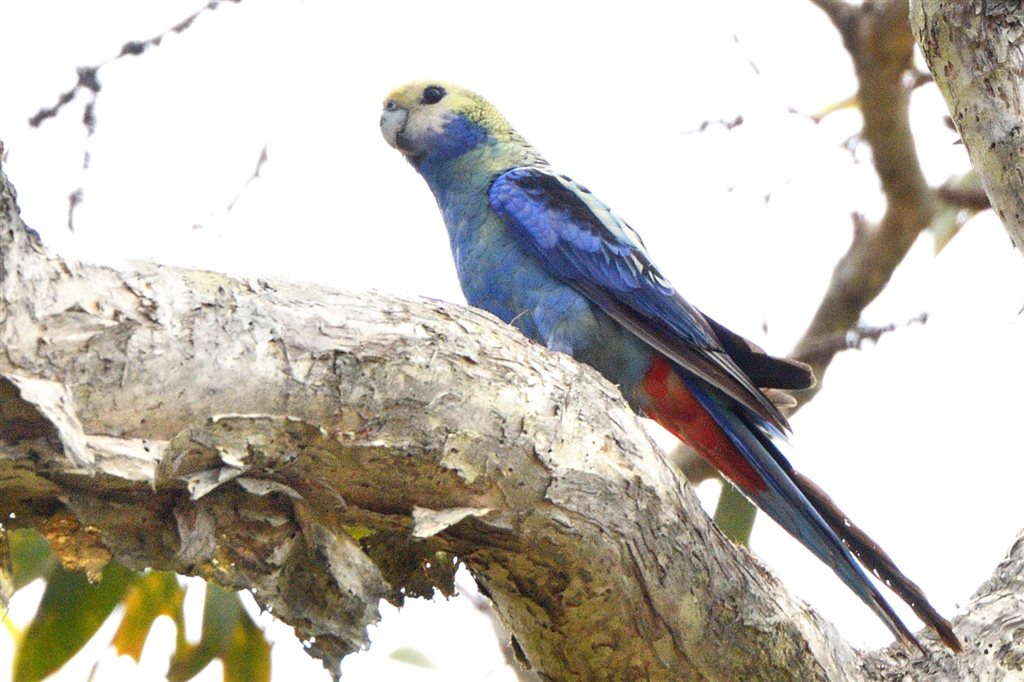 20. ホオアオサメクサインコ