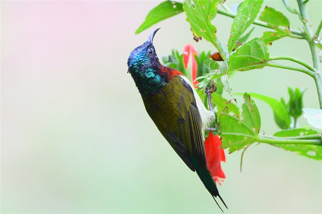 10. エンビタイヨウチョウ