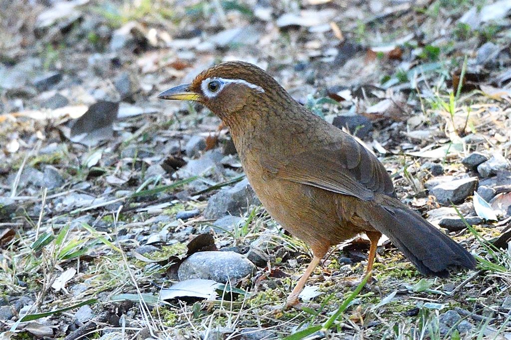 2. ガビチョウ 