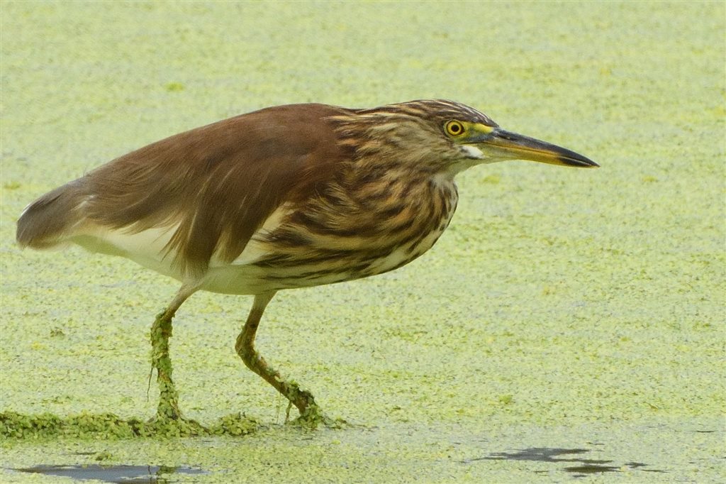 5. アカガシラサギ