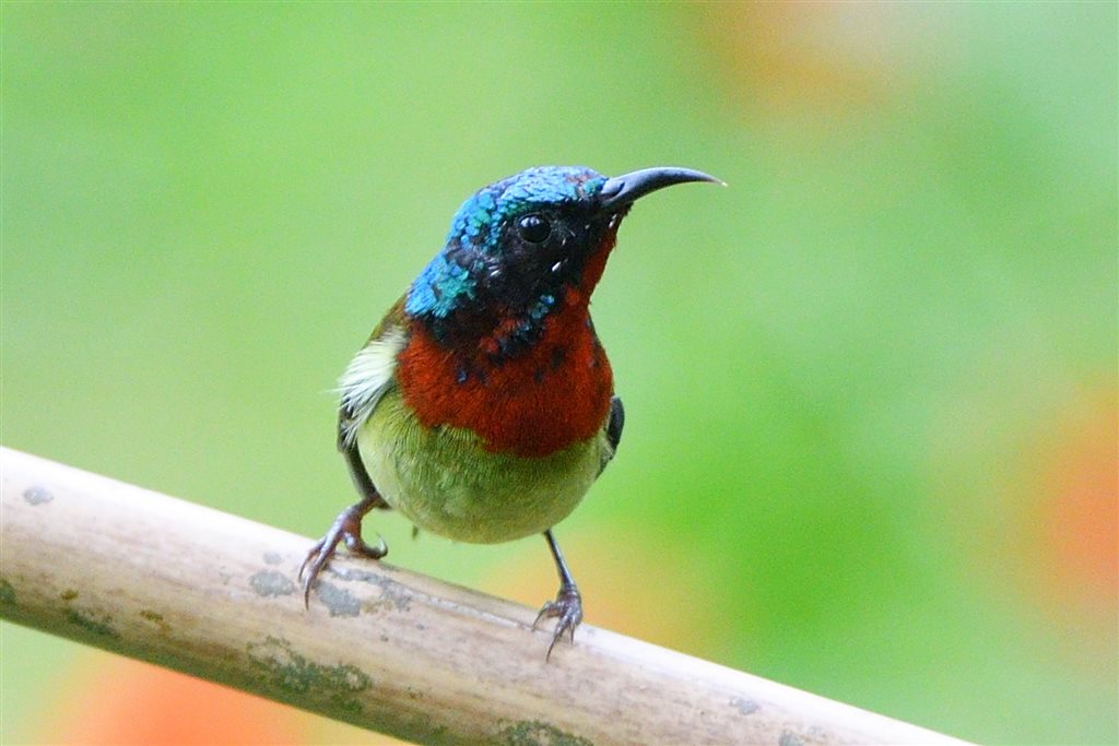 9. エンビタイヨウチョウ