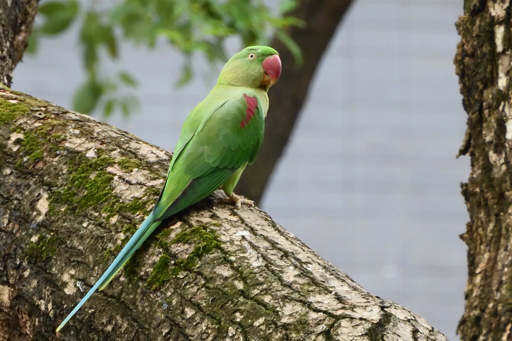 1. オオホンセイインコ