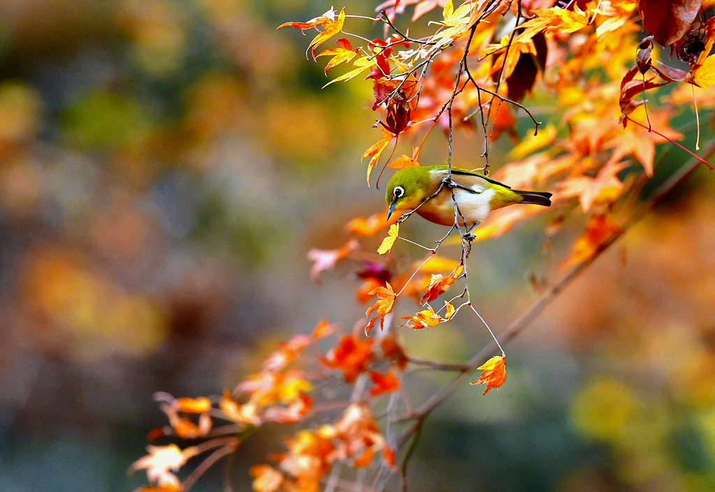 25. 紅葉とメジロ