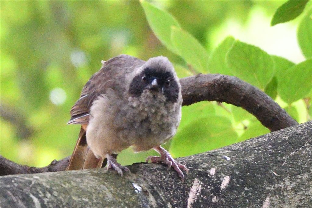 3. カオグロガビチョウ