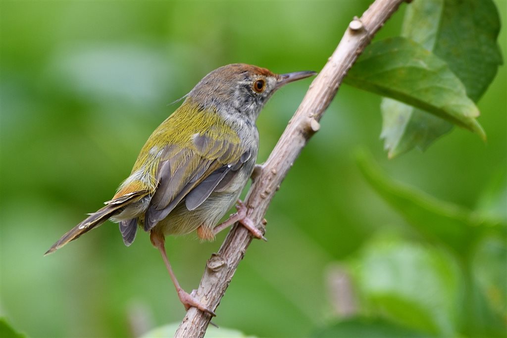 6. オナガサイホウチョウ