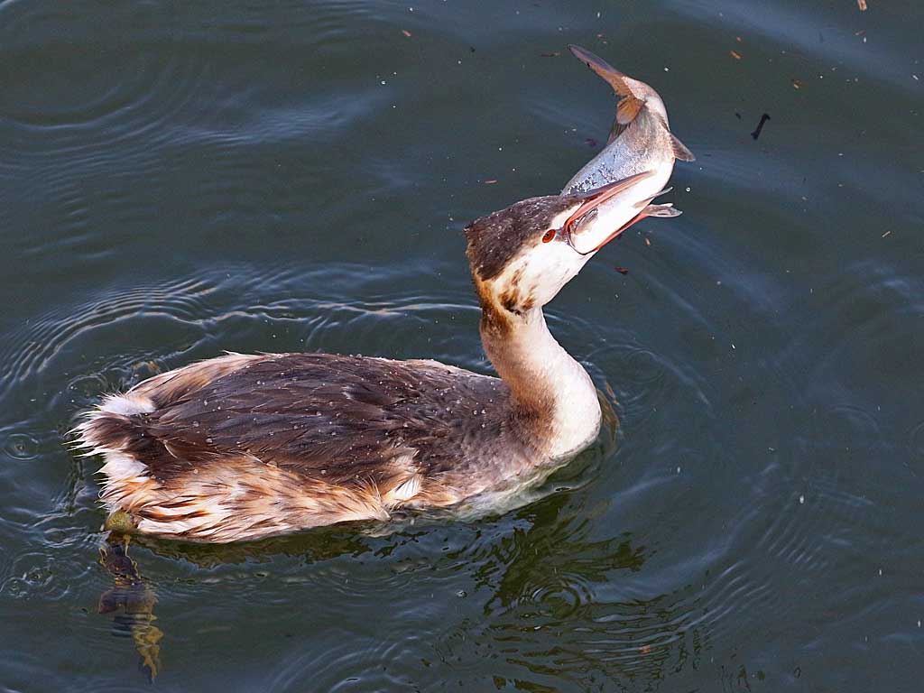 12. カンムリカイツブリ