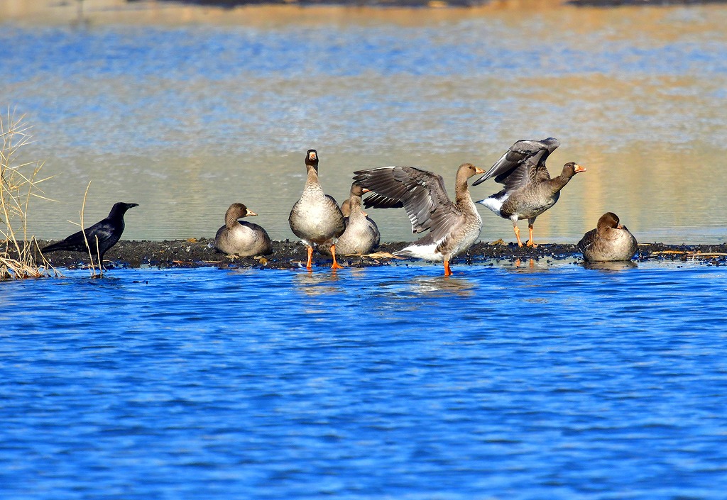 24. カラスと７羽のマガン幼鳥