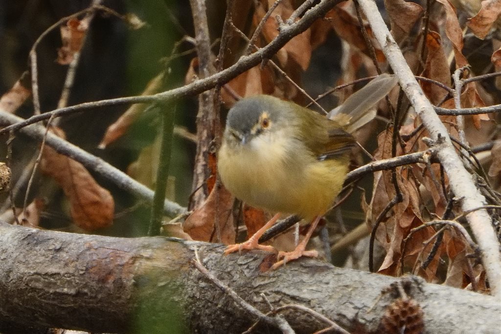 4. アジアマミハウチワドリ