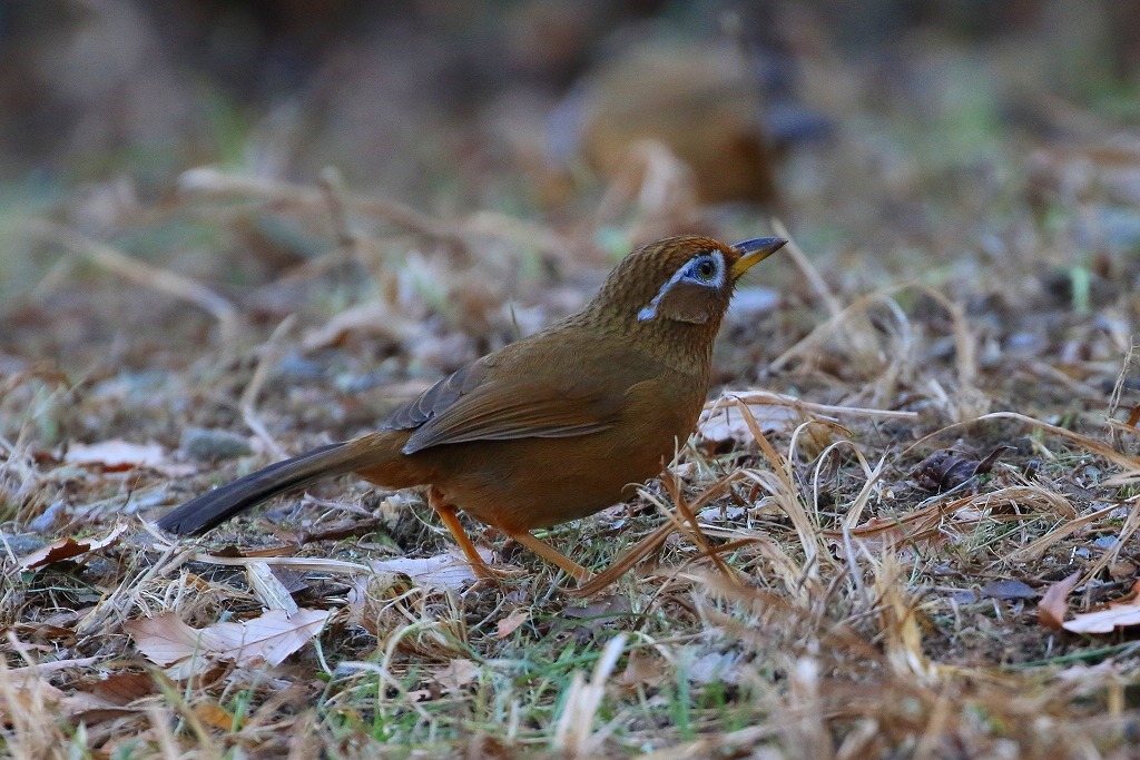 45. ガビチョウ