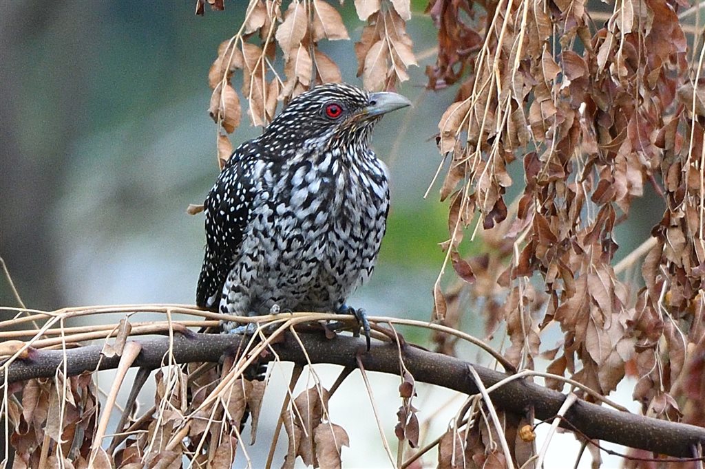 5. オニカッコウ♀