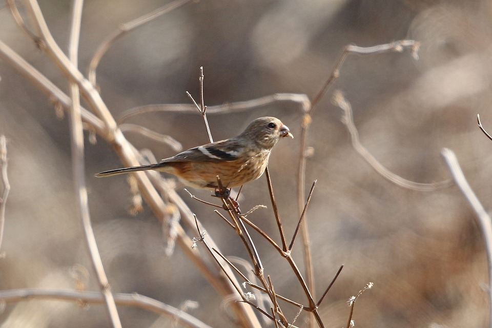 52. ベニマシコ♀