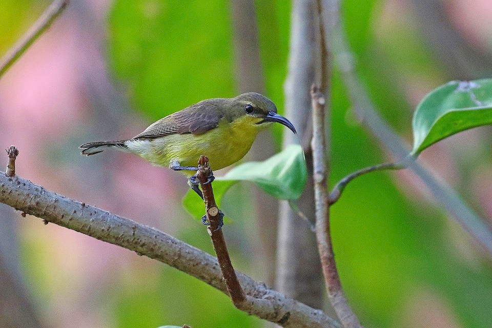 51. キバラタイヨウチョウ