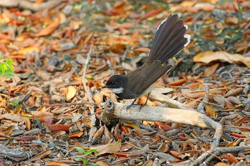 56. ムナオビオウギヒタキ