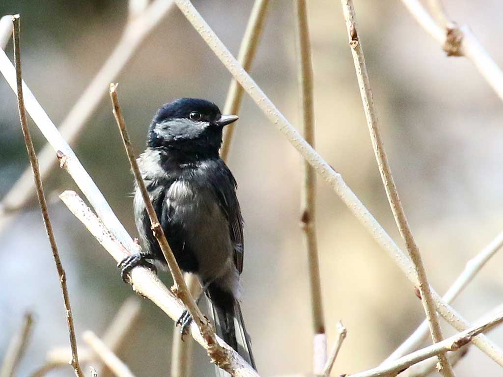 17. シジュウカラ