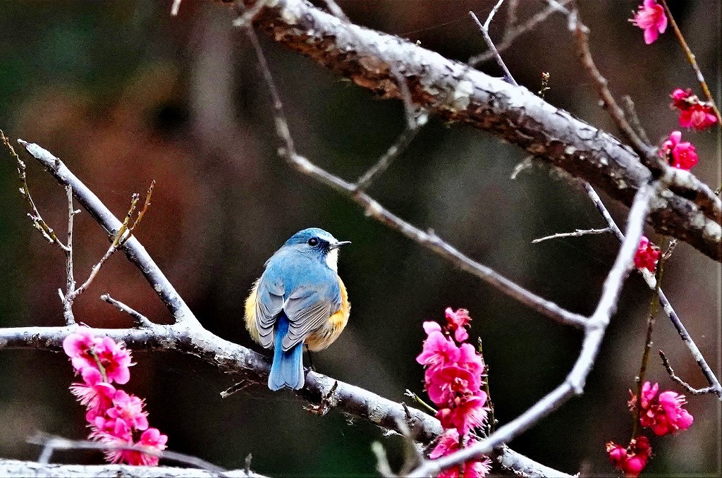 56. ルリビタキ①（♂若鳥）