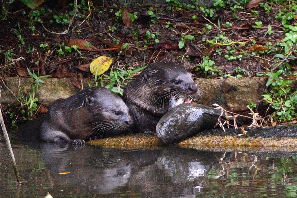 10. ビロードカワウソ